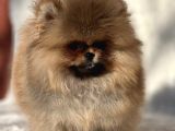 Ayicik Surat Pomeranian Boo Bebekler