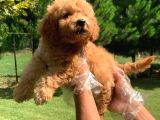 Vonalpet Garanti̇si̇yle Mükemmel Kali̇tede Poodle Yavrularimiz