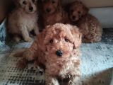 MUHTEŞEM TOY POODLE A SECERE SEVİMLİLİK ABİDESİ BEBEKLER