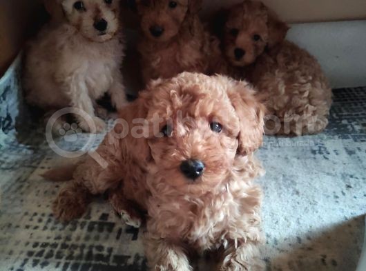 Muhteşem Toy Poodle A Secere Sevi̇mli̇li̇k Abi̇desi̇ Bebekler