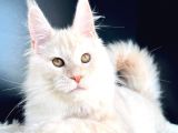 Secereli Mainecoon Erkek (Pet)