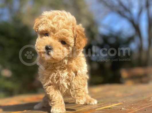 Çi̇ftli̇ği̇mi̇zden Aşili Toy Poodle Bebekler görsel