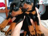Doberman Safkan Irk Di̇şi̇ Erkek