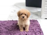 Apri̇cot Toy Poodle Yavrular