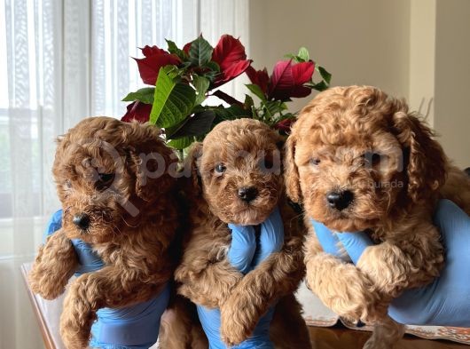 Red Toy Poodle Yavrularımız görsel