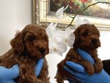 Red Toy Poodle Yavrularımız