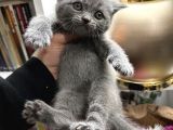 British Shorthair Dişi-Erkek