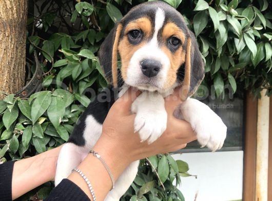 Irk Garantili Efsane Beagle Yavrularımız görsel