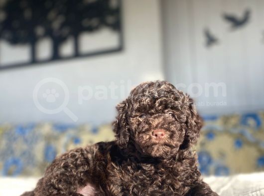 Chocolate Dark Brown Orji̇nal Toy Poodle görsel