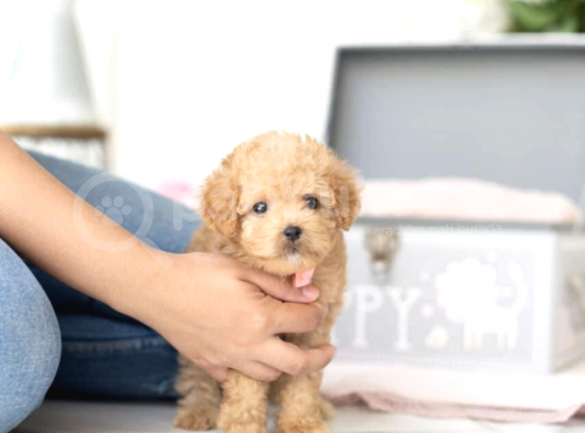 Apri̇cot Toy Poodle Yavrular görsel