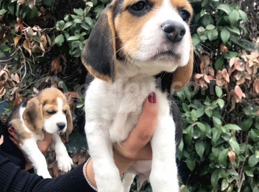 Irk Garantili Efsane Beagle Yavrularımız görsel