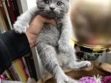 Scottish Fold Yavru