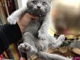Scottish Fold Yavru