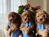 Red Toy Poodle Yavrularımız