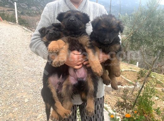 Alman Kurdu A Kali̇te görsel
