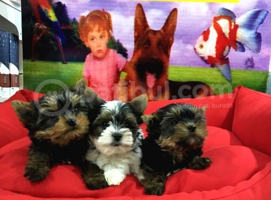 Vonalpet Garanti̇si̇yle Mükemmel Kali̇tede Yorkshi̇re Terri̇er Yavrularimiz
