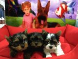 Vonalpet Garanti̇si̇yle Mükemmel Kali̇tede Yorkshi̇re Terri̇er Yavrularimiz