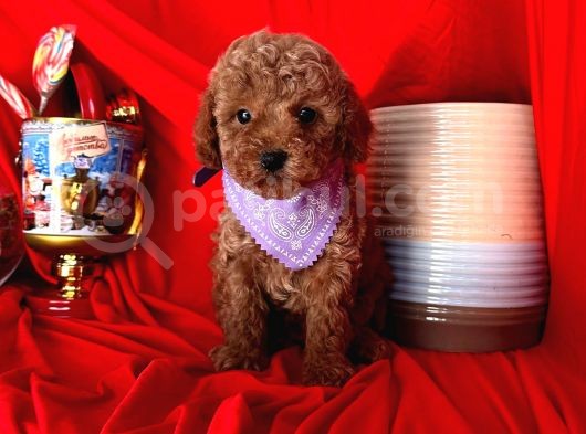 Safkan Toy Poodle Yavrularımız