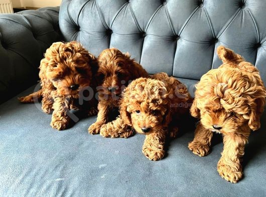 Dünyalar Tatlisi Poodle Bebi̇şleri̇ :)
