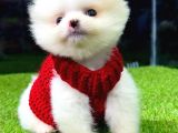 Safkan ve uyguna Pomeranian BOO yavrumuz