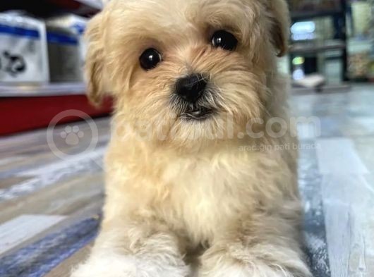 Malti̇poo Yavrulari Yeni̇ Yuvasini Ariyor görsel