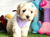 Malti̇poo Yavrulari