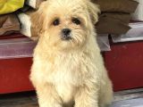 MALTİPOO YAVRULARI YENİ YUVASINI ARIYOR