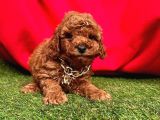 Toy Poodle Yavrulari