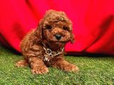 TOY POODLE YAVRULARI