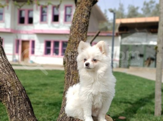 Kar Beyaz Yeti̇şki̇n Pomerani̇an Boo Oğlumuz görsel