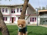 Parti̇ Color Pomerani̇an Boo Oğlumuz