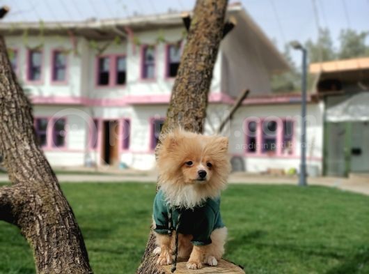 Parti̇ Color Pomerani̇an Boo Oğlumuz