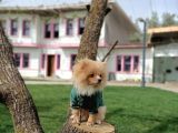 Parti̇ Color Pomerani̇an Boo Oğlumuz
