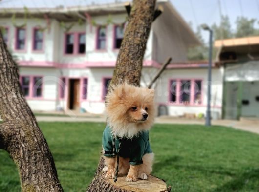 Parti̇ Color Pomerani̇an Boo Oğlumuz görsel