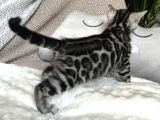 Silver Bengal (Pet Secereli)