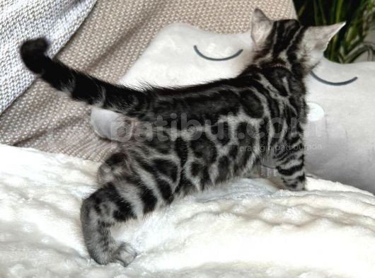 Silver Bengal (Pet Secereli) görsel