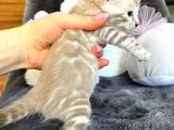 Snow Bengal (Pet Secereli)