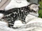 Silver Bengal (Pet Secereli)