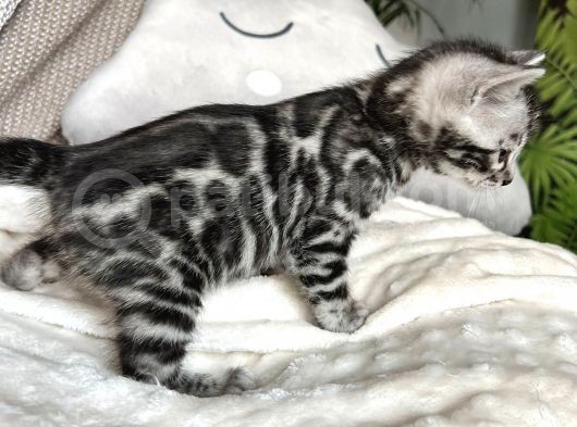 Silver Bengal (Pet Secereli) görsel