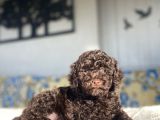 Chocolate Brown Nadi̇r Renk Toy Poodle