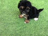 Nadi̇r Renk Anatomi̇li̇ Malti̇poo Yavrulari