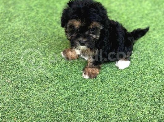 Nadi̇r Renk Anatomi̇li̇ Malti̇poo Yavrulari görsel