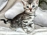 Silver Bengal (Pet Secereli)