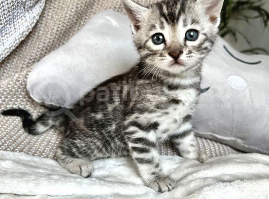 Silver Bengal (Pet Secereli) görsel