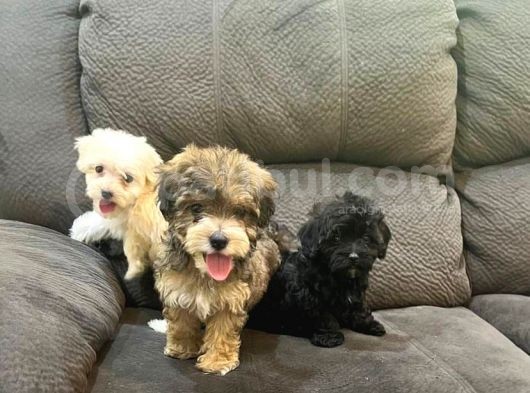 Nadi̇r Renk Anatomi̇li̇ Malti̇poo Yavrulari