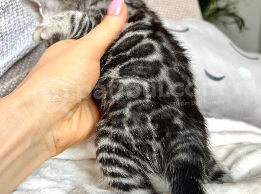 Silver Bengal (Pet Secereli)