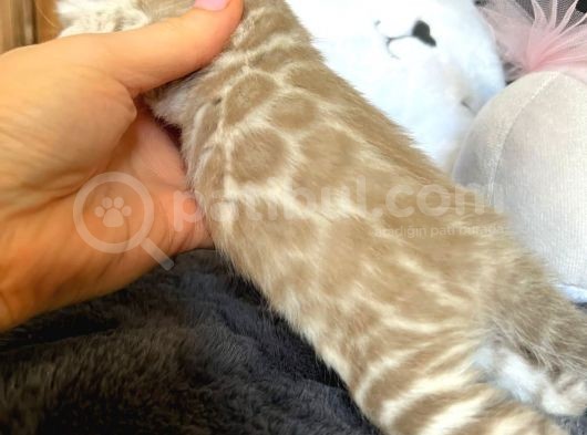 Snow Bengal (Pet Secereli)