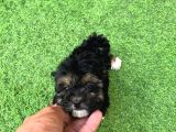 Nadi̇r Renk Anatomi̇li̇ Malti̇poo Yavrulari