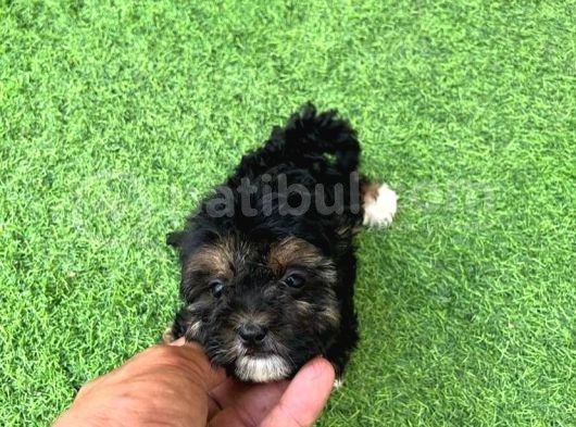 Nadi̇r Renk Anatomi̇li̇ Malti̇poo Yavrulari görsel