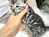 Silver Bengal (Pet Secereli)